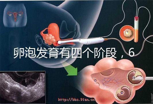 卵泡發(fā)育有四個(gè)階段，6種常見食物可促進(jìn)卵泡發(fā)育