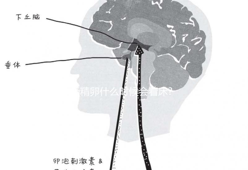 受精卵什么時(shí)候會著床?臨床經(jīng)驗(yàn):12天后著床幾率低