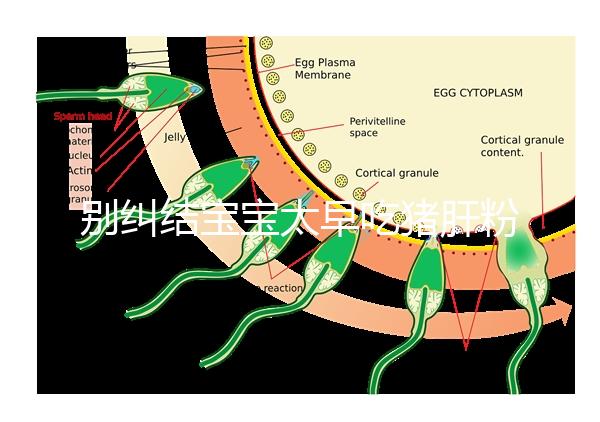 別糾結寶寶太早吃豬肝粉好不好了,先看可不可以吃最重要
