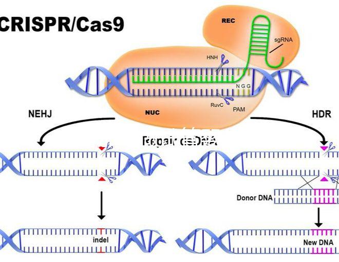在新加坡做試管嬰兒要多少錢，和馬來西亞的價格差別不大