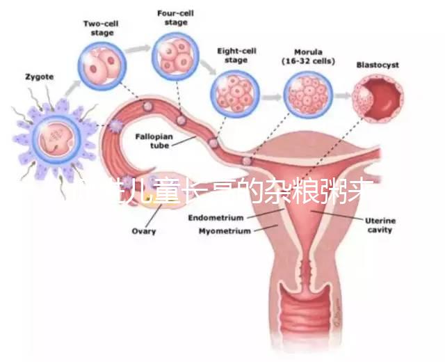 促進(jìn)兒童長高的雜糧粥來了，世界公認(rèn)最快長個早餐快安排