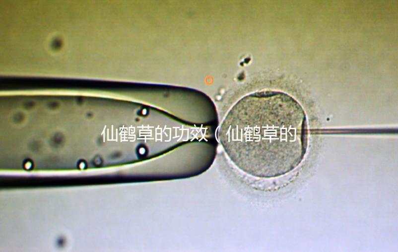 仙鶴草的功效（仙鶴草的功效與作用）