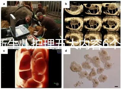 新生兒護理五大內(nèi)容6個要點整理，嬰兒養(yǎng)育照護干貨來了