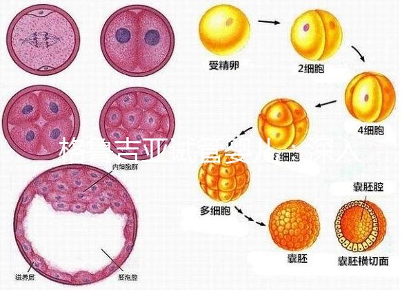 格魯吉亞試管嬰兒：深入了解優勢與適用人群！