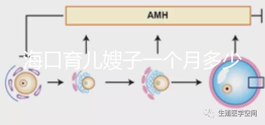 海口育兒嫂子一個月多少錢，哪個好答案總結(jié)，新手父母必須看