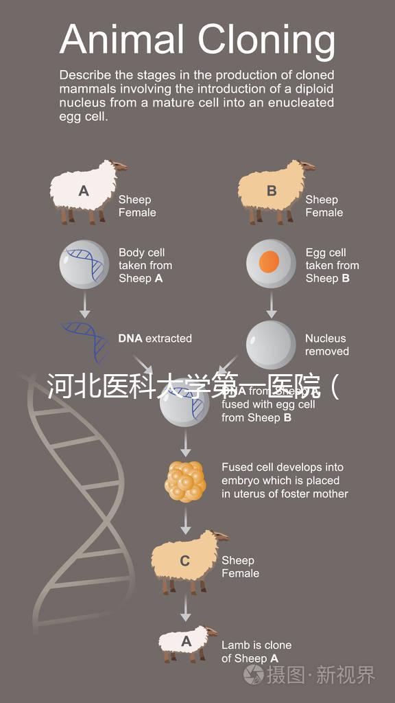 河北醫科大學第一醫院(河北醫科大學第一醫院擅長什么)