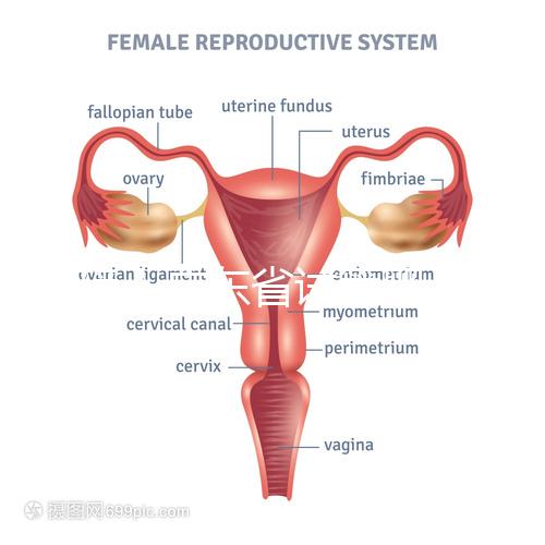 重磅!廣東省試管嬰兒納入醫(yī)保報銷 10.1執(zhí)行(附政策解讀)