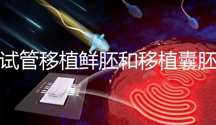 試管移植鮮胚和移植囊胚哪個成功率會高？