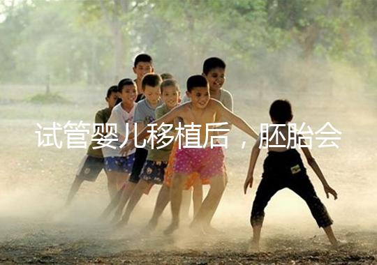 試管嬰兒移植后，胚胎會在子宮中經歷哪些變化？