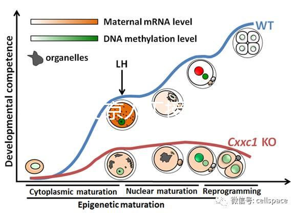 2024北京人工授精私立醫院排名專欄,哪家好看完有數